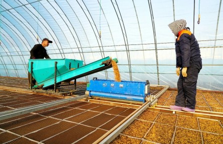 【先行先試 農業(yè)新質生產力看北大荒】普陽農場：真有機從育種開始