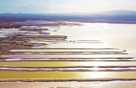 甘肅景泰：黃河岸邊花似錦 鹽沼濕地生態(tài)美