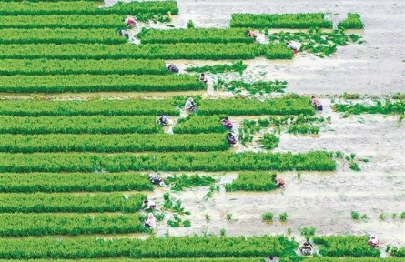 農(nóng)業(yè)綠色轉(zhuǎn)型 助力美麗中國建設——基于我國現(xiàn)代農(nóng)業(yè)綠色發(fā)展現(xiàn)狀的調(diào)研與思考