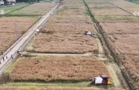 “新品種+新模式”助力農(nóng)作物增產(chǎn)提質(zhì) 智慧農(nóng)業(yè)讓農(nóng)產(chǎn)品“種得好”“賣得火”