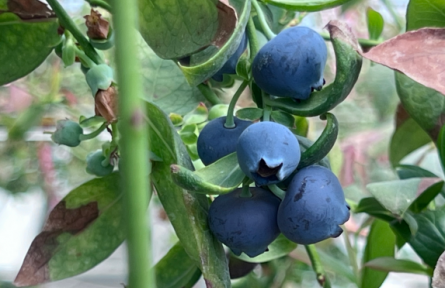 大棚里的數(shù)字革命：智慧農(nóng)業(yè)種出“莓”好生活