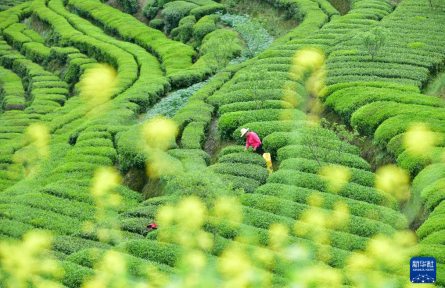 春茶飄香采摘忙