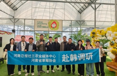 赴韓調(diào)研草莓產(chǎn)業(yè) 探尋品種出海路徑 國產(chǎn)草莓如何香飄海外