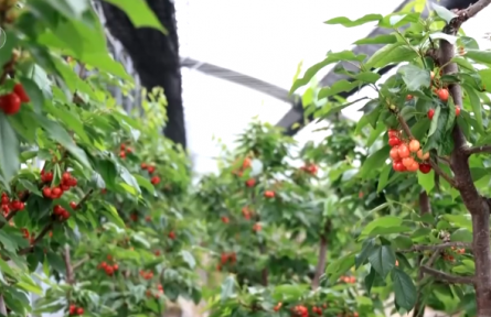 用創(chuàng)新擦亮特色產(chǎn)業(yè)“金字招牌” 為鄉(xiāng)村產(chǎn)業(yè)振興注入新動(dòng)能