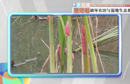 福壽螺進(jìn)入孵化高峰 不觸碰不食用更安全