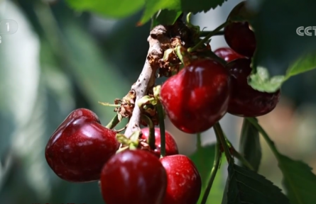 科技種植打造新鮮“果盤子” 新技術“套”出農戶好收益