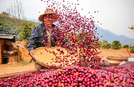 捧一粒紅果造福萬(wàn)家百姓