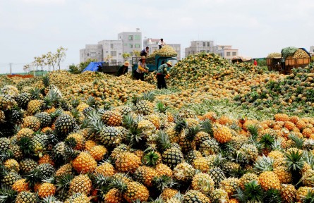 春吃菠蘿正當時