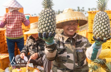 海南瓊海：鳳梨忙采收