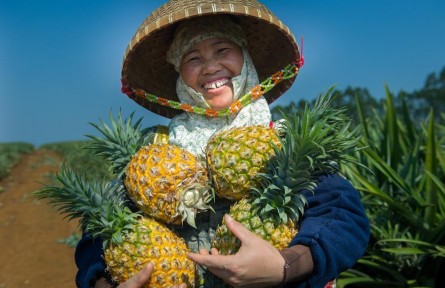 菠蘿不愁賣了，生豬、雞蛋、甘蔗們可以學(xué)到什么？