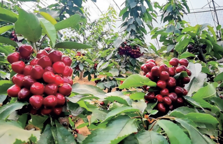青海湟中：大棚櫻桃紅 帶動村民增收