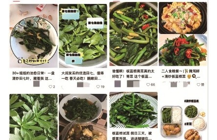 辟謠|“新面孔”春菜，到底是藥還是菜？