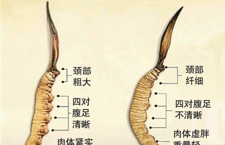 冬蟲夏草還能在家種？