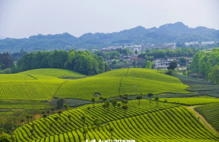 《貴州“十四五”時期“三茶”統(tǒng)籌發(fā)展成就》發(fā)布：紅茶產(chǎn)量與出口均價雙雙全國第一