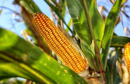 玉米傳統(tǒng)育種的區(qū)域?qū)嵺`、挑戰(zhàn)與創(chuàng)新路徑——以張掖市玉米制種產(chǎn)業(yè)為例