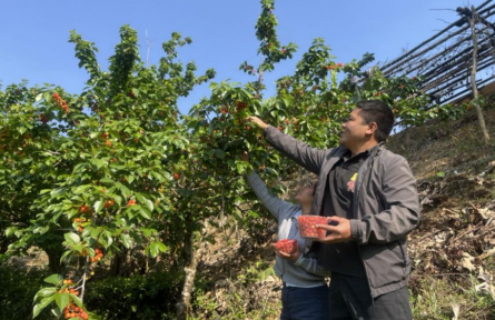 云南臨滄：“茶+果”融合發(fā)展激活生態(tài)富民新動能