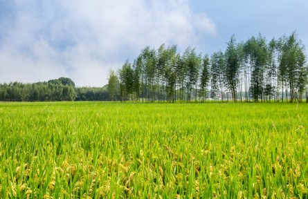 氣候變化對(duì)我國(guó)農(nóng)業(yè)生產(chǎn)的影響及對(duì)策建議