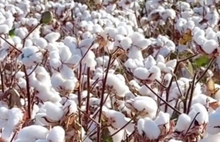 中國(guó)棉花往事：一朵花的奮斗，一個(gè)國(guó)的底氣
