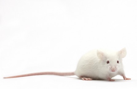 科技名詞|模式生物 model organism