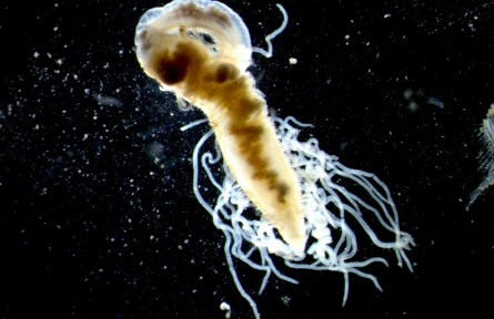 海洋生物也有“身份證”，青島海洋環(huán)境DNA監(jiān)測試點見成效