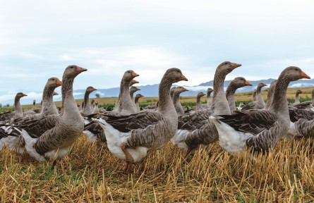 安徽：“三洋開(kāi)泰”興三農(nóng)