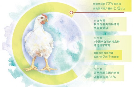 從完全依靠進口到迭代突破，白羽肉雞育種攻關(guān)記