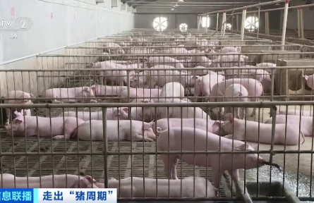 本輪“豬周期”呈現(xiàn)“上行短 下行長”特征