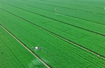 各地因地制宜、分類施策 助力新型農(nóng)業(yè)經(jīng)營(yíng)主體大面積單產(chǎn)提升