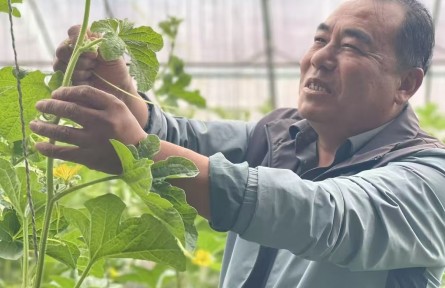 兩化一振興 塞上譜新篇｜整地引資 改土育肥——石嘴山市惠農(nóng)區(qū)鹽堿地上種產(chǎn)業(yè)